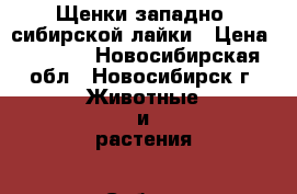 Щенки западно- сибирской лайки › Цена ­ 3 000 - Новосибирская обл., Новосибирск г. Животные и растения » Собаки   . Новосибирская обл.,Новосибирск г.